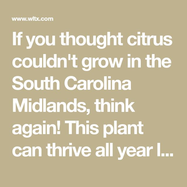 How To Grow Cold Tolerant Citrus Trees In The South Carolina Midlands