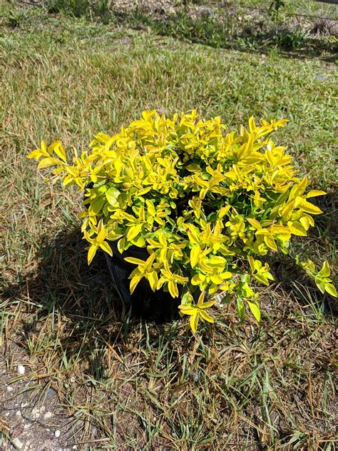 How To Grow Golden Dewdrops Duranta Erecta Successfully