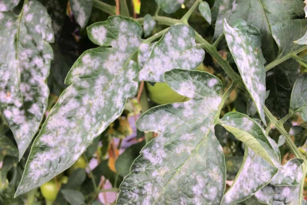 How To Prevent Powdery Mildew On Plants Using Baking Soda