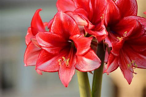 How To Propagate Amaryllis Bulbs Gardener S Path