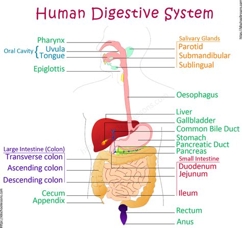 Human Digestive System Simple Diagram Digestive System Human