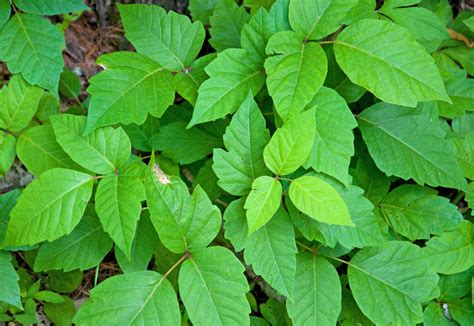 Identification Is This Poison Oak Gardening Amp Landscaping Stack