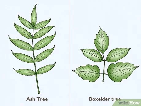 Identify Ash Tree: Protect Your Garden Now