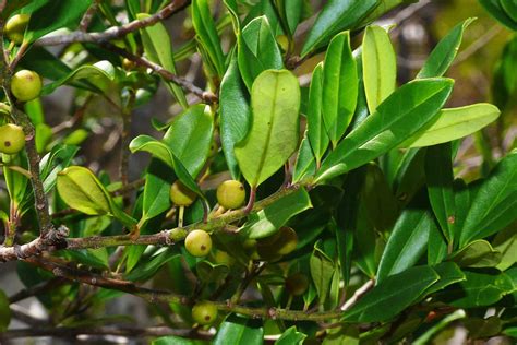 If You Re Looking For Different Tree Species To Plant In Your Yard Dahoon Holly Is It You Don T Have To Worry About Leaf Litter Clean Up Not Only Is The Dahoon Holly An