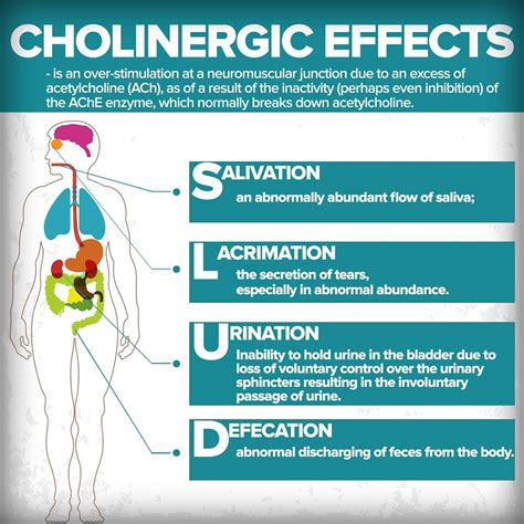 Infographics Cholinergic Effects Studypk