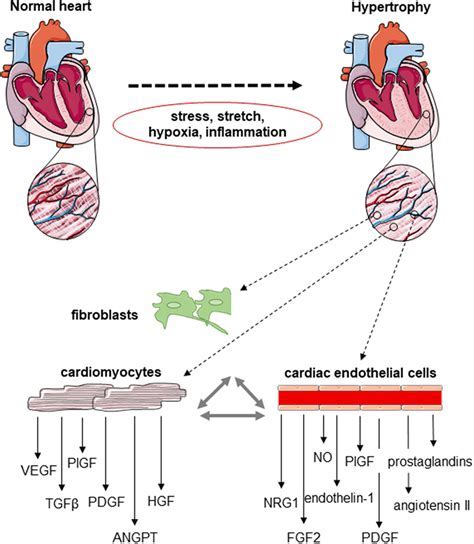 Integrin Pathways Cardiomycoyte Development