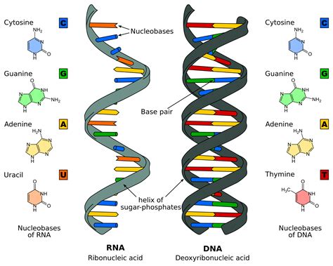 Is Rna An E