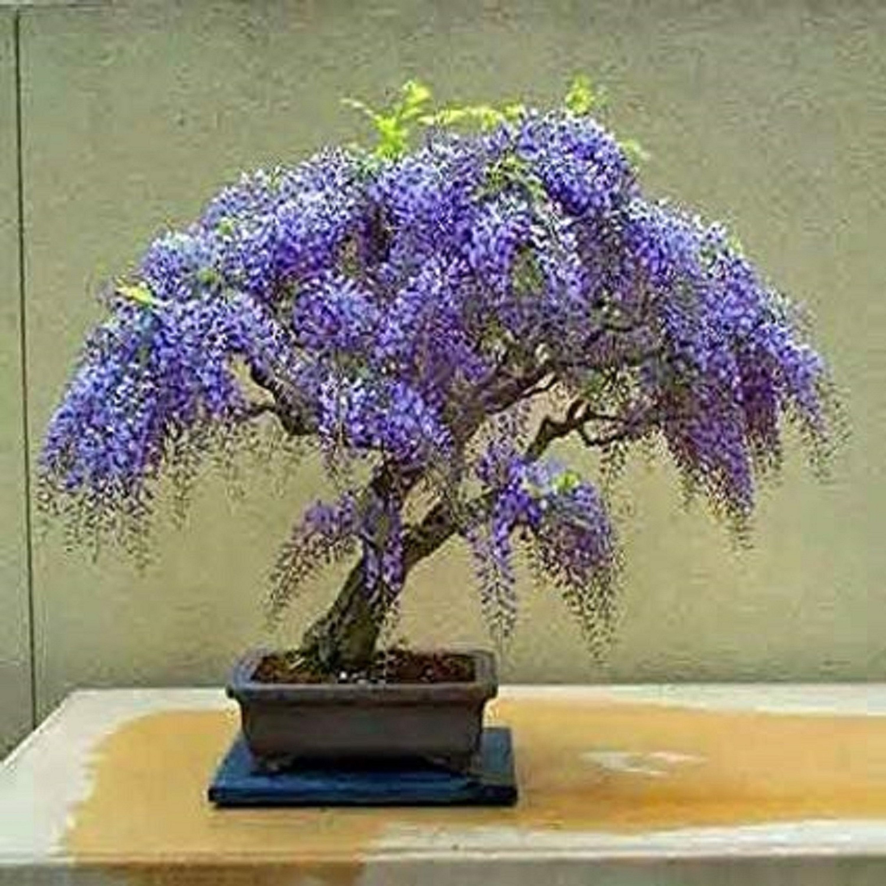 Jacaranda Bonsai Styles Bonsai Bonsai Tree