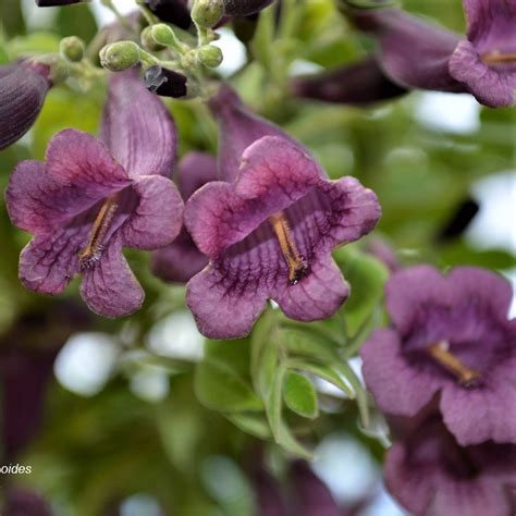 Jacaranda Jasminoides Maroon Jacaranda Buy Plants Online Pakistan