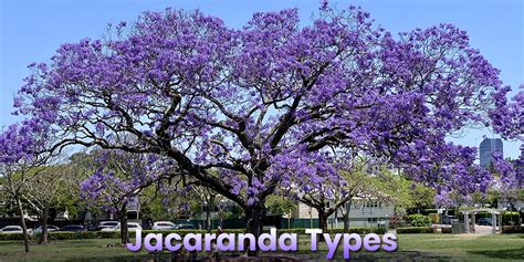 Jacaranda Tree Growing Zone