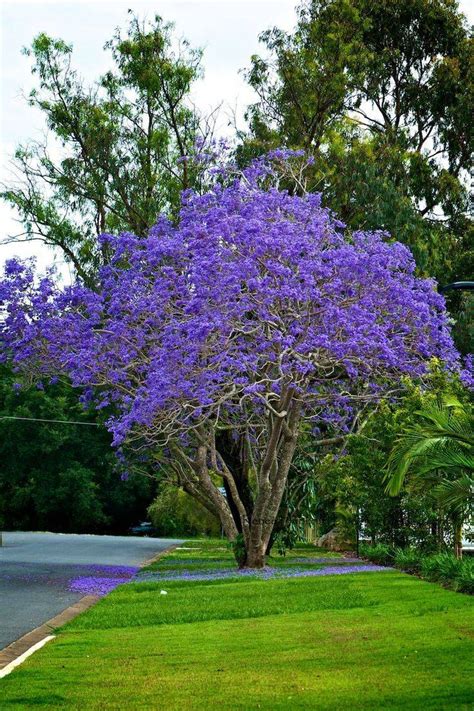 Jacaranda Zone: Choose Perfect Plants Easily