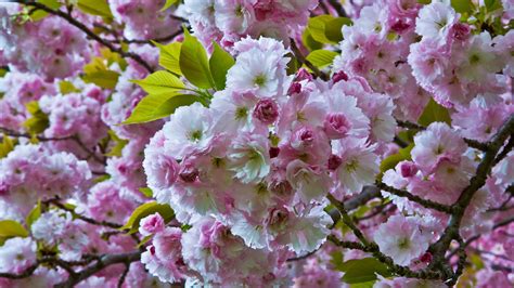 Japanese Cherry Tree Care Tips