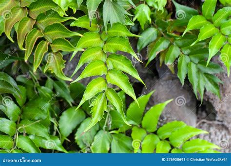 Japanese Holly Fern Cyrtomium Falcatum Stock Image Image Of Tree