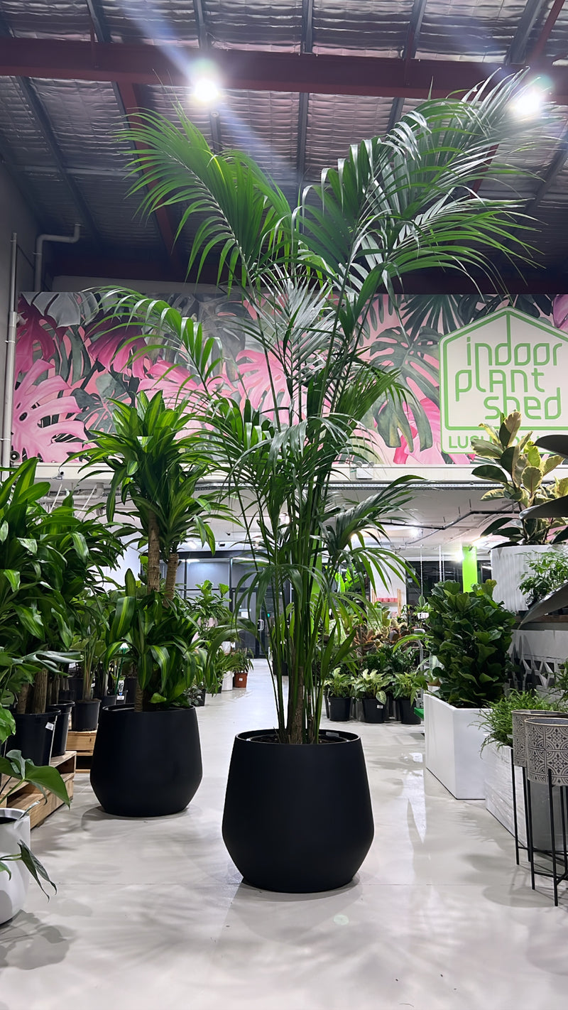 Kentia Palm Indoor Plant For Tropical Landscaping