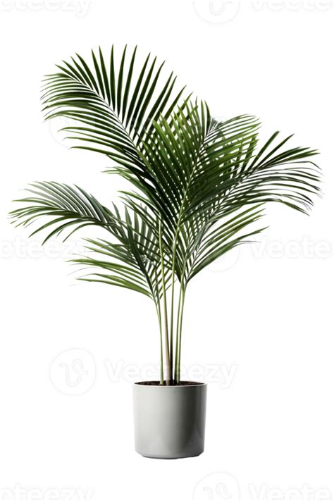 Kentia Palm Tree On Ceramic Pot 25727853 Png