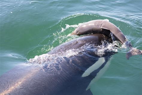 Killer Whale Eating Killer Whales Hunting A Humpback Whale Calf And