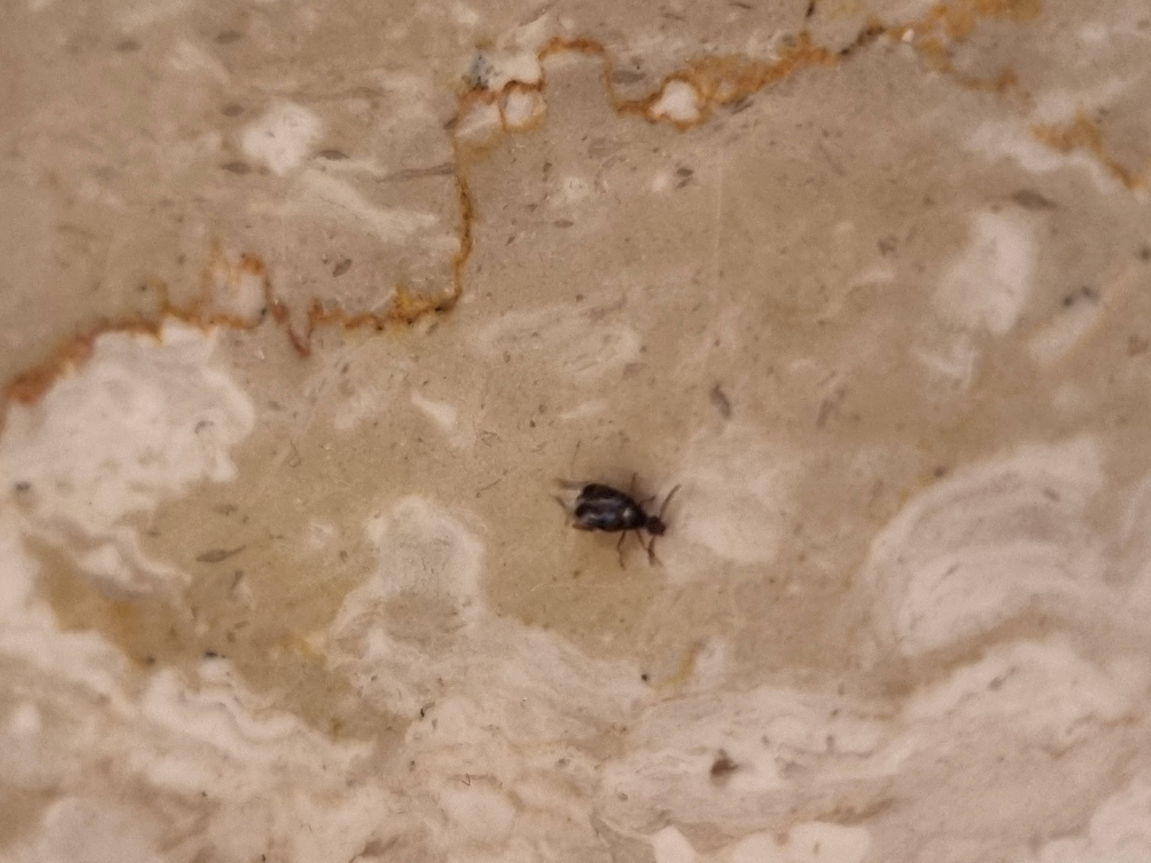 Large Black Flying Bug Identification