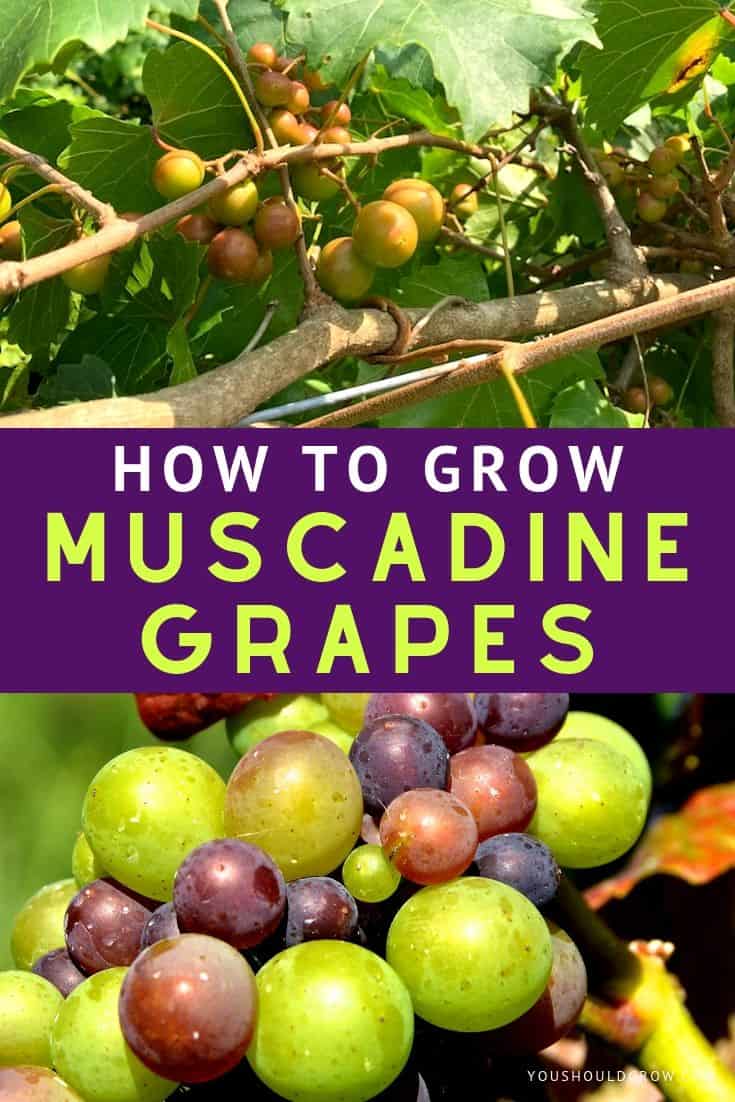 Learn How To Grow Muscadines