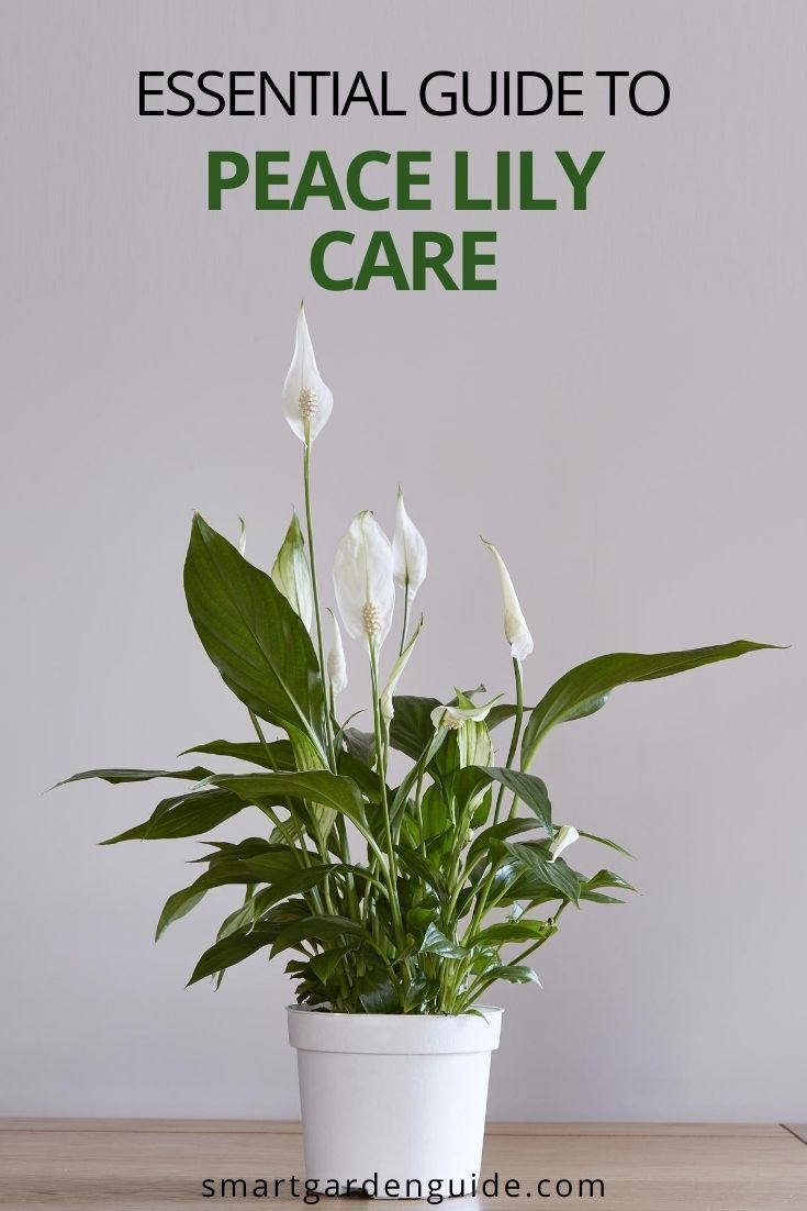 Lily Plant Care Expert Tips Plantura