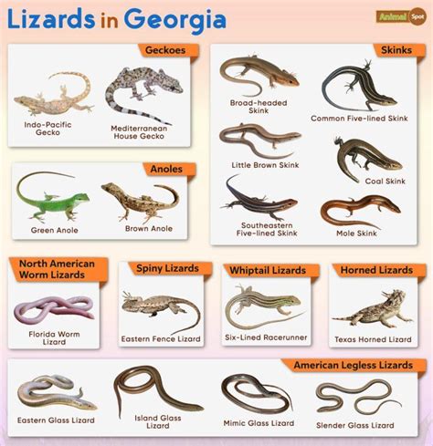 Lizards Of Ga: Meet Native Species