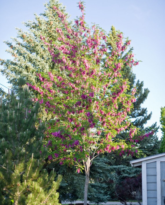 Locust Purple Robe For Sale In Boulder Colorado