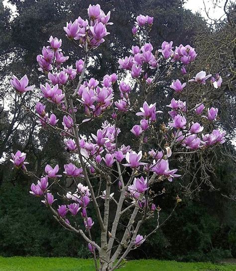 Magnolia Magnolia Magnolia