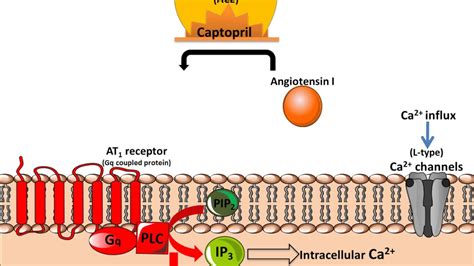 Mechanism Of Action Of Ace Inhibitors Youtube