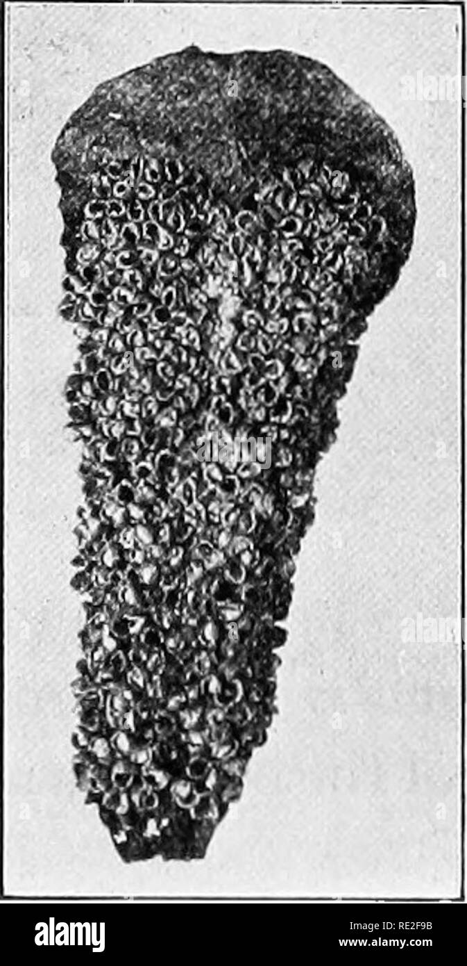 Microsporangia Guide: Understand Staminate Cones