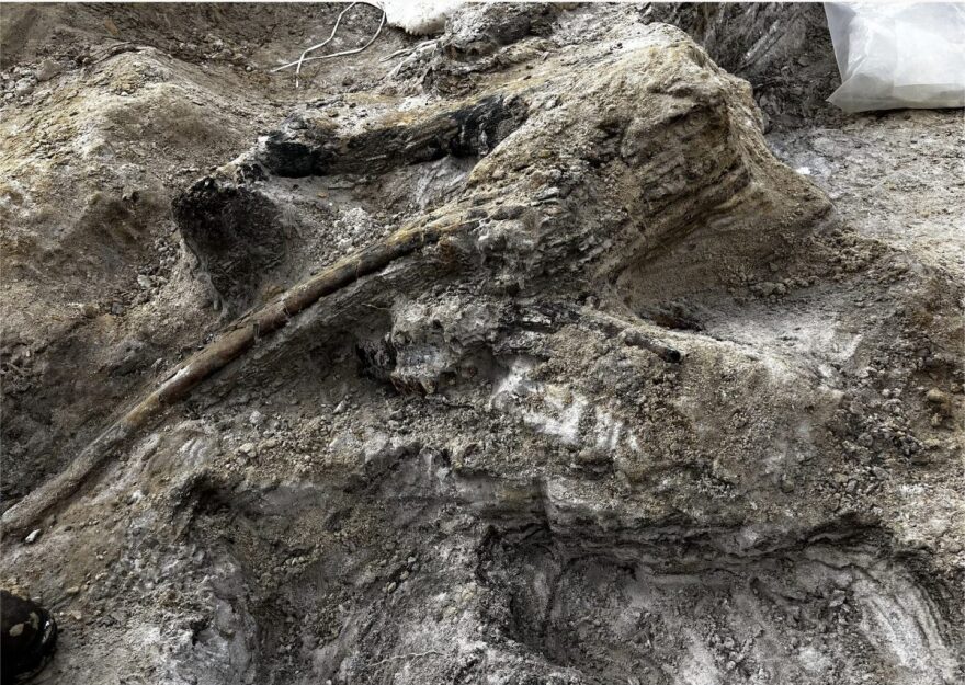 Montbrook Fossil Site Volunteers Unearth Pieces Of Life Millions Of