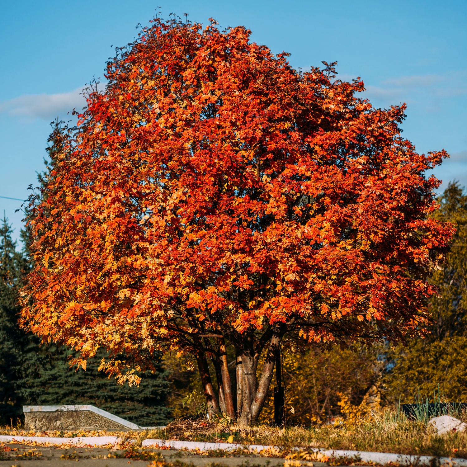 Mountain Ash Tree Pictures Images Amp Facts On Mountain Ash Trees