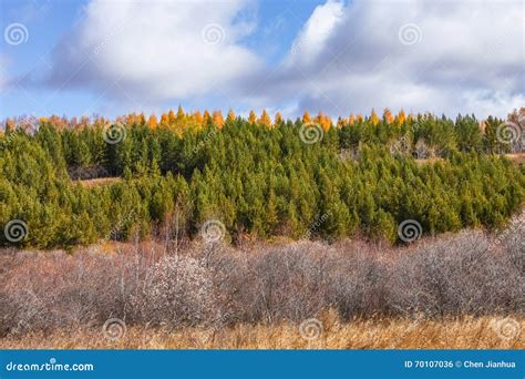 Mulan Wei Chang In Autumn Stock Photo Image Of City 70107036