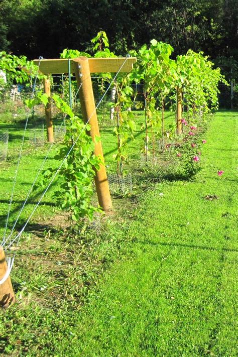 Muscadine Planting Guide Growing Grapes Grapes Grape Trellis