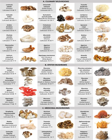 Name Every Edible Mushroom