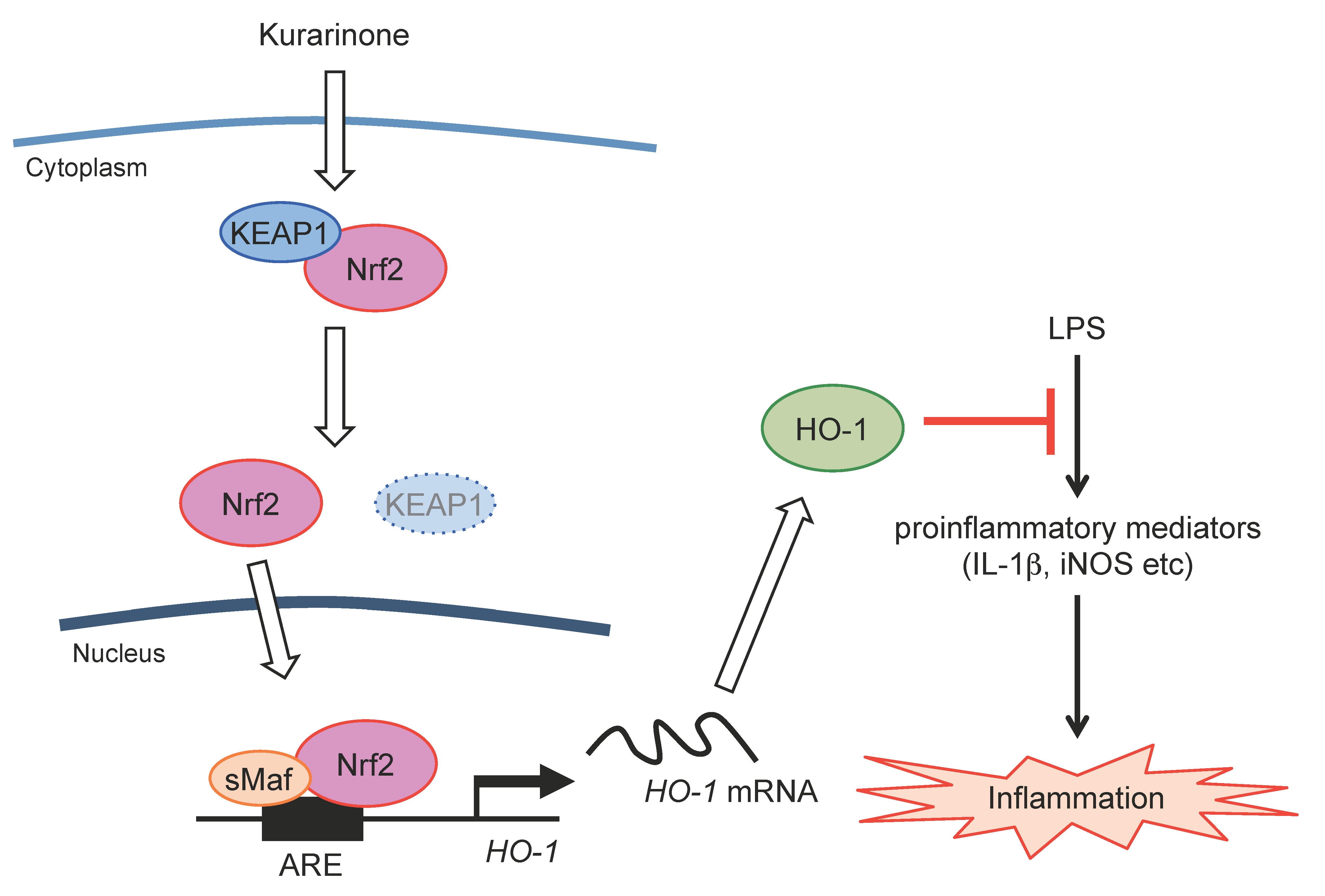 Nrf2 Signaling Pathway Encyclopedia Mdpi