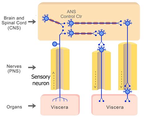 Organization Of The Autonomic System