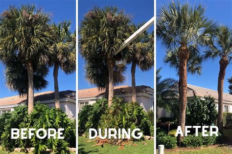 Palm Trimming: Boosts Health And Appearance