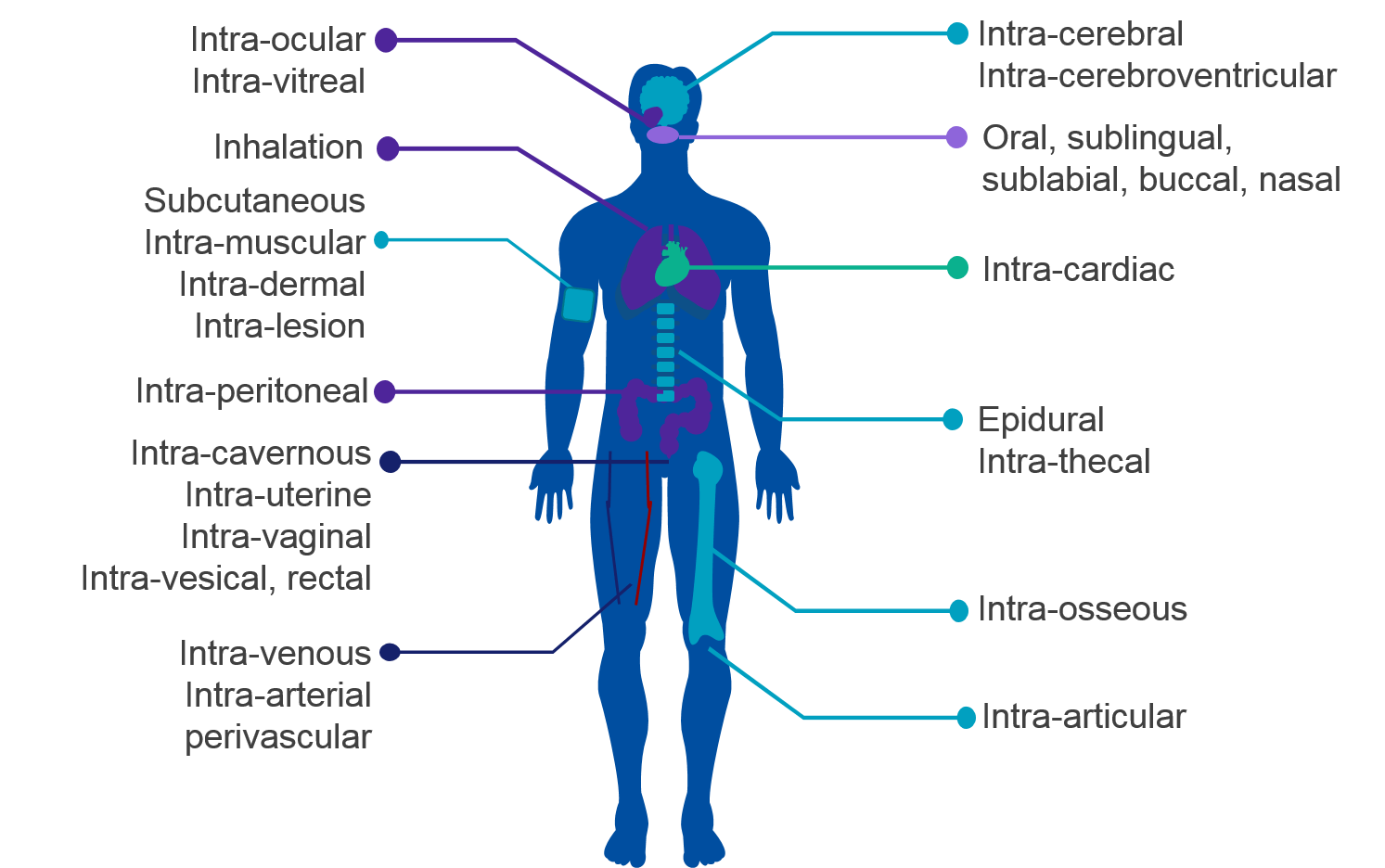 Parenteral Route Drug Administration Type Of Injection