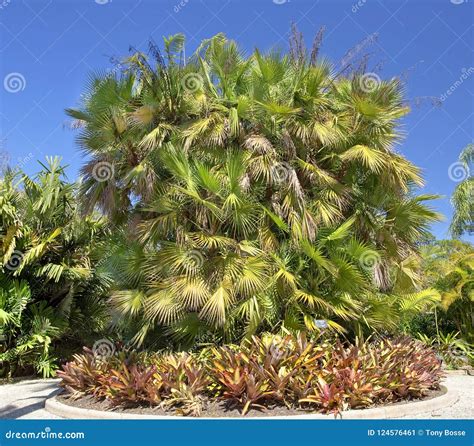 Paurotis Palm Tree