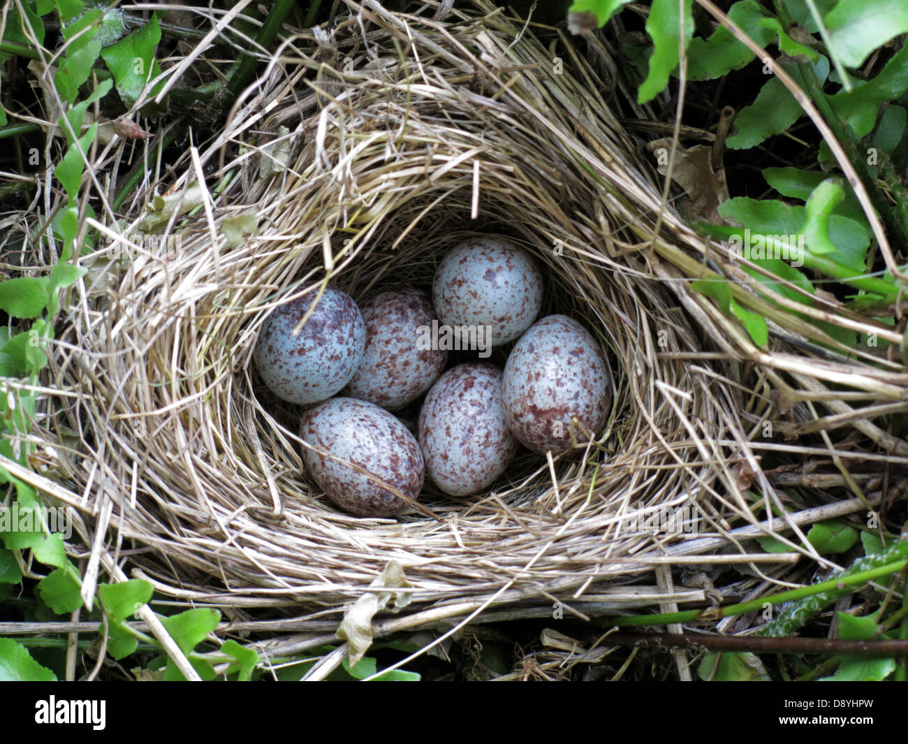 Photo Gallery Bird Eggs Bird Nest Eggs