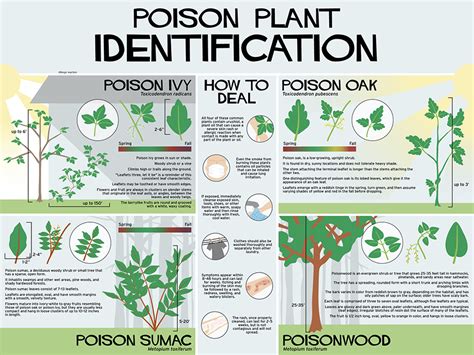 Poison Oak Florida: Identification Guide