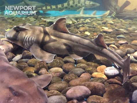 Port Jackson Shark Aquarium Works