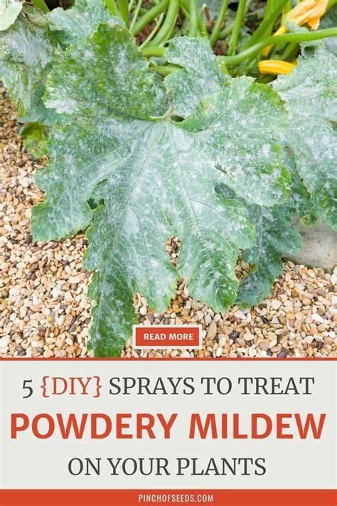 Powdery Mildew: Save Your Plants Now