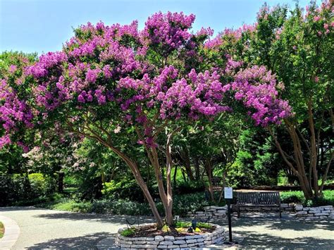 Propagate Crepe Myrtle: Get Free New Plants