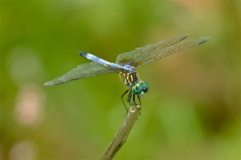 Rainforest Butterflies: Habitat Secrets Revealed