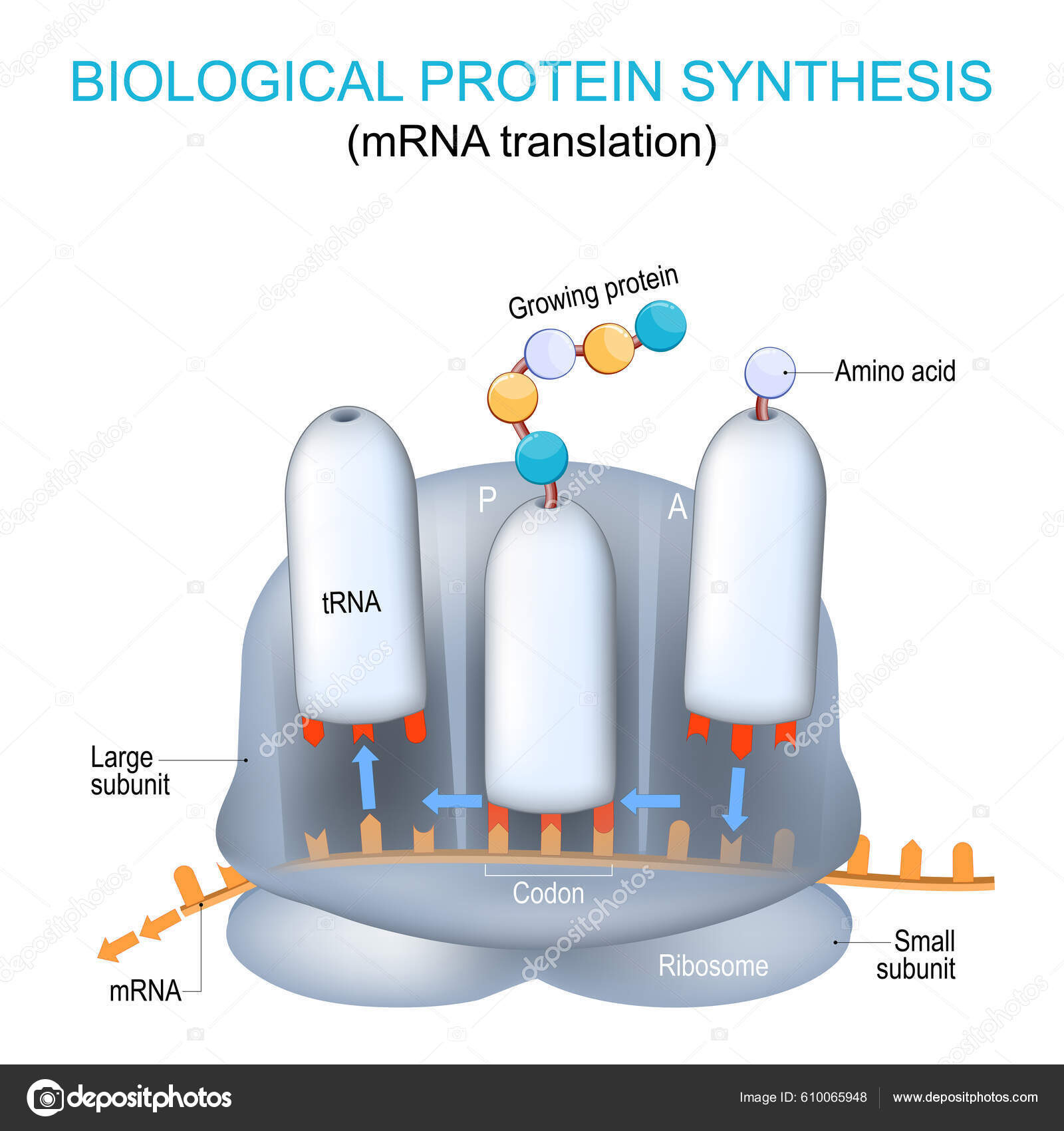 Ribosome Structure And Anatomy Biological Protein Synthesis Mrna