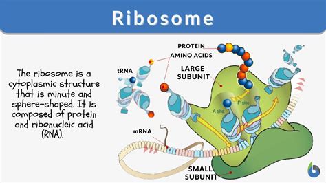 Ribosome: Where Proteins Are Made Easily