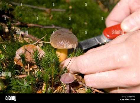 Rules For Collecting Mushrooms Mushroom Collecting Com