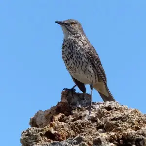 Sage Thrasher Facts Diet Habitat Amp Pictures On Animalia Bio