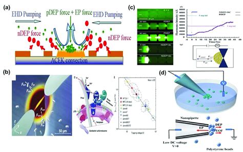 Separating And Analyzing Of Various Biomolecules Using Complex Dep