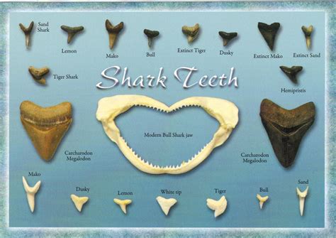 Shark Tooth Diagram Identification Sharks Teeth Chartsha